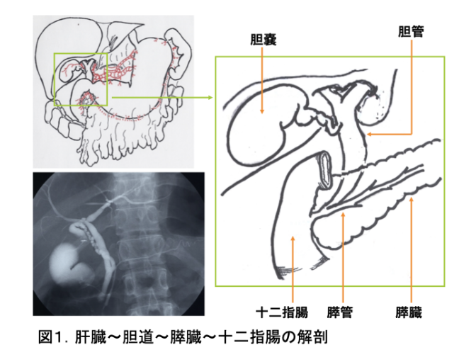 肝〜胆道（胆嚢）〜膵〜十二指腸の解剖